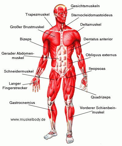 Muskulatur Die Wichtigsten Muskeln Eines Bodybuilders